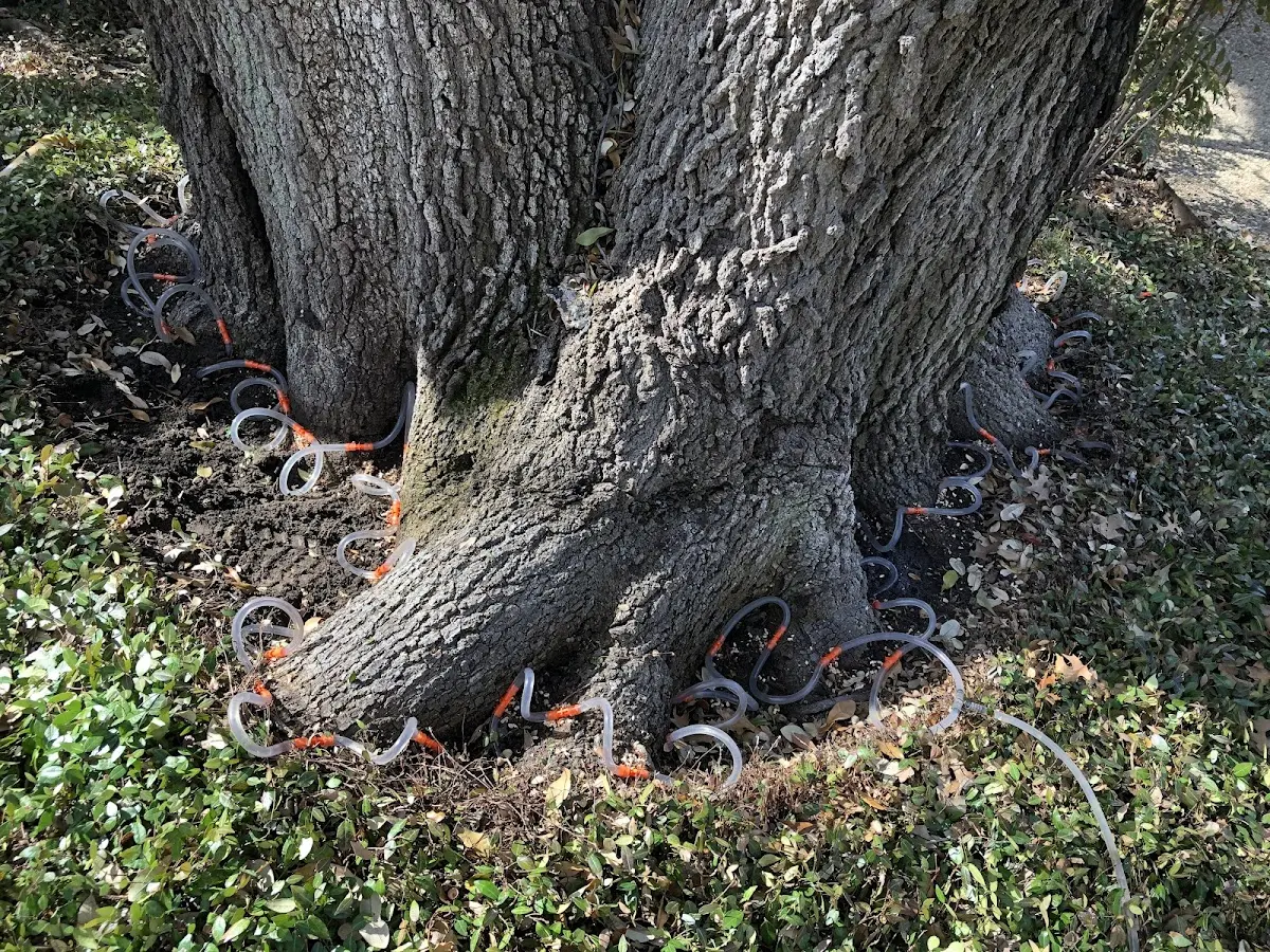 Detailed Tree Cabling and Bracing job site in Ekwok