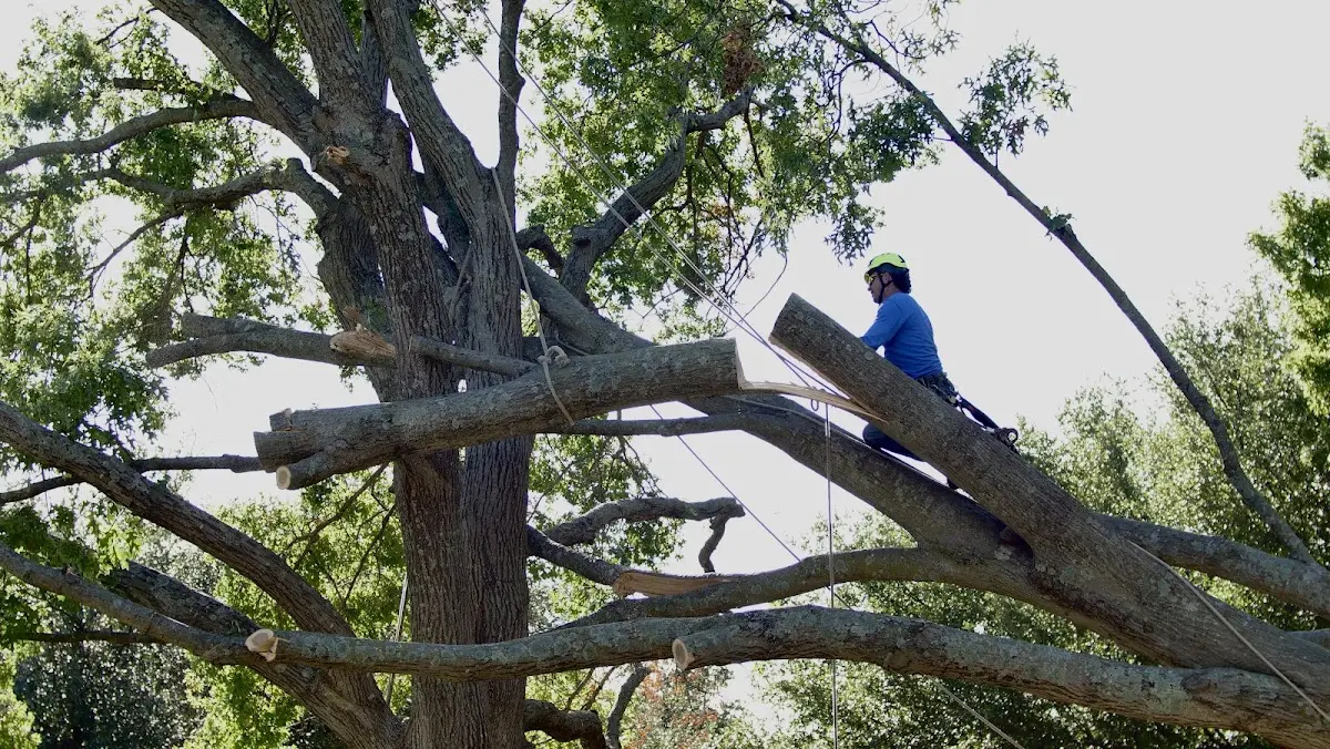 Professional Crown Thinning performed by certified arborists in Ekwok