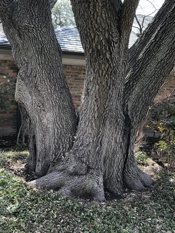 Mature heritage tree close to a Ekwok property cared for by certified arborists